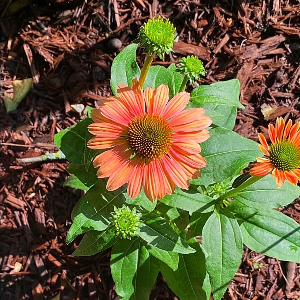 Meet your Posher, Stacy